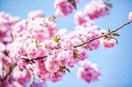 Flowers of the tree blossoms in pink on a spring day with bold blue sky background - close up