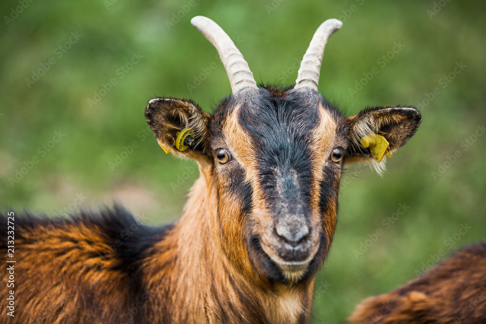 Fototapeta premium Goat herd ir rural Germany