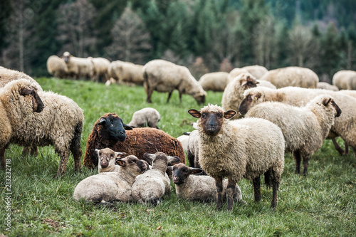 Sheep-farming, Sheep Herd is Agricultural Activity in Rural Germany