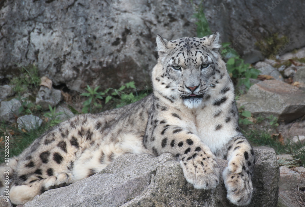 Obraz premium Pantera śnieżna