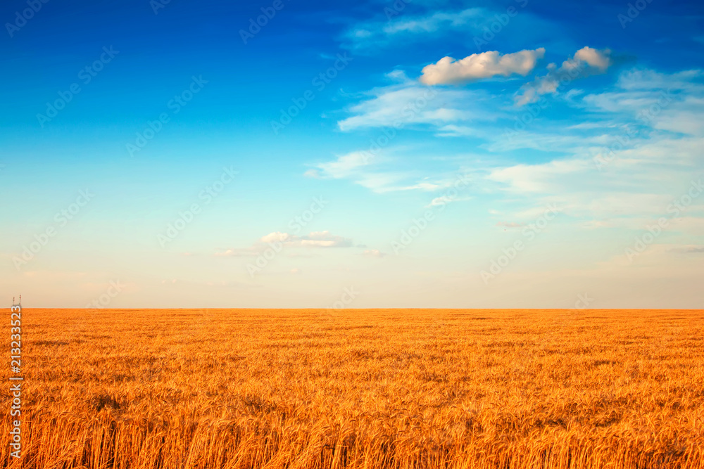 field of wheat and clouds in blue sky