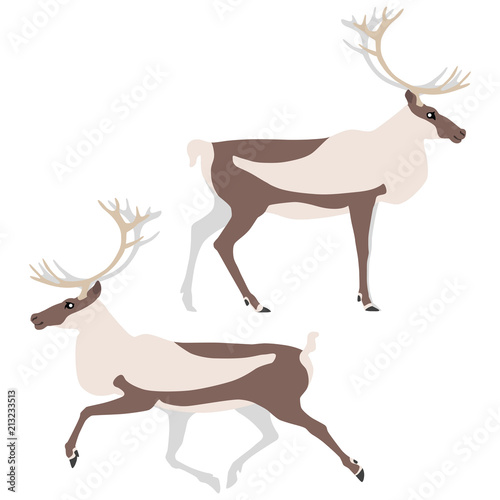 Vector illustration of standing and running caribou isolated on white background