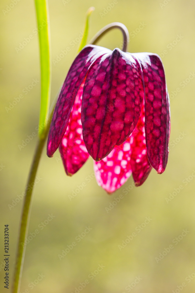 chess flower blossom head (fritillaria meleagris) with stalk chess flower blossom head (fritillaria meleagris) with stalk