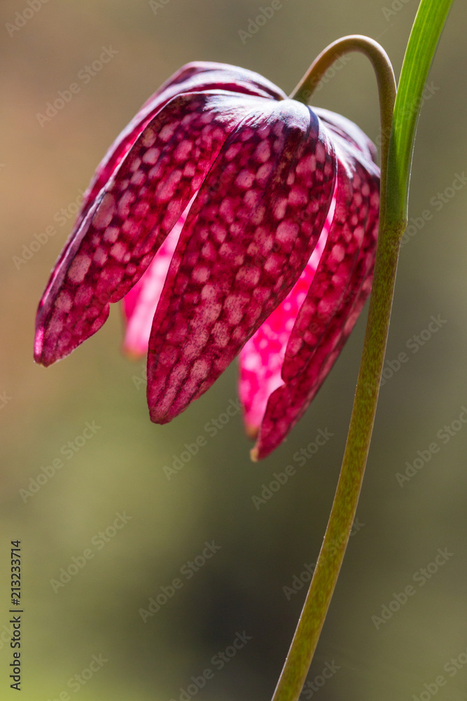 chess flower blossom head (fritillaria meleagris) with stalk in backlight chess flower blossom head (fritillaria meleagris) with stalk in backlight