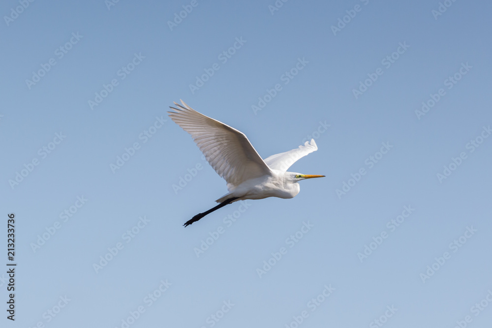 great white egret (egretta alba) flight, blue sky, spread wings great white egret (egretta alba) flight, blue sky, spread wings
