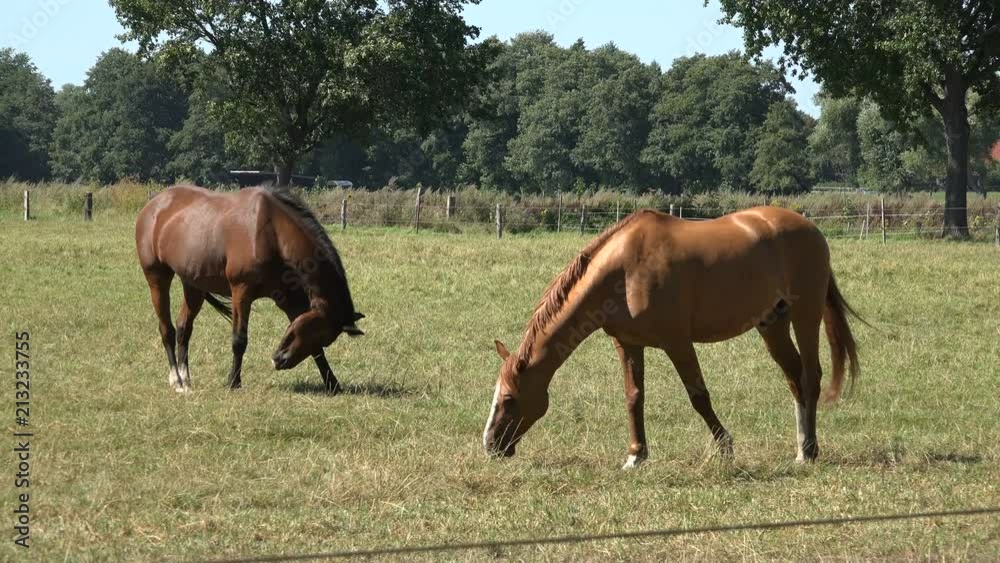 Brown Hanoverian horses grazing peacefully on grassland on an exceptionally hot and sunny summer's day. Brown Hanoverian horses grazing peacefully on grassland on an exceptionally hot and sunny summer's day.