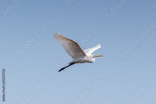 great white egret (egretta alba) flight, blue sky, spread wings