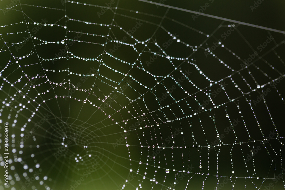 Naklejka premium Morning dew on the web. Drops of dew. .