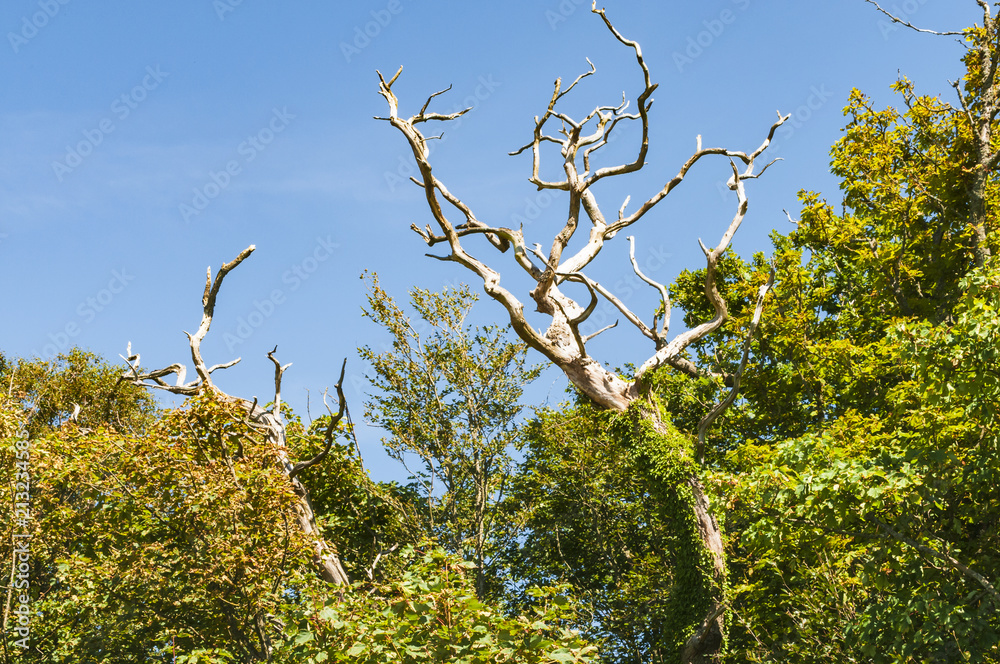 Dead Tree. A dead tree supporting life in the woodland at Mershead Nature Reserve, Dumfries and Galloway, Scotland. Dead Tree. A dead tree supporting life in the woodland at Mershead Nature Reserve, Dumfries and Galloway, Scotland.