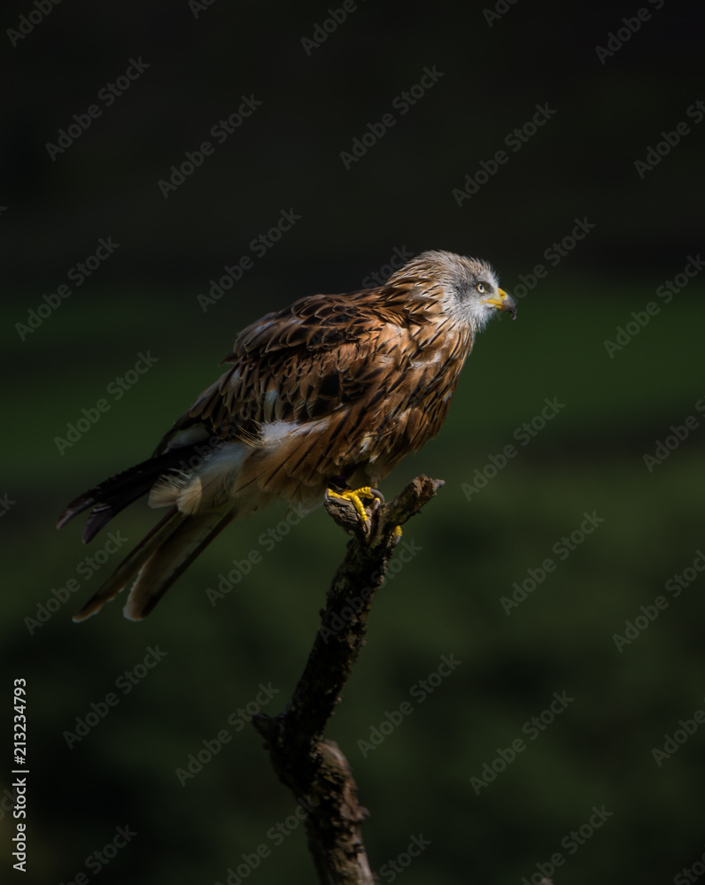 red kite red kite