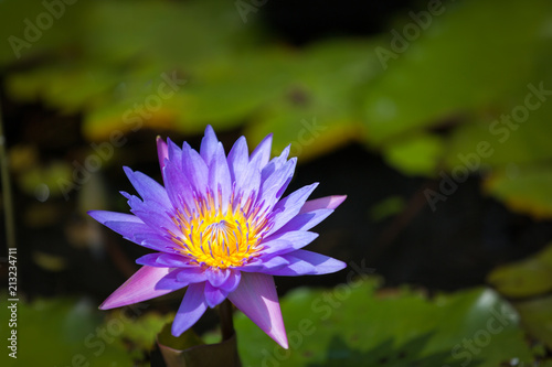 water Lily with flower