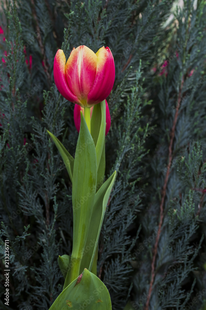 Fototapeta premium Tulips are flowers instead of love and Father's Day.