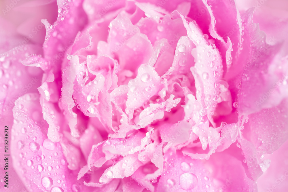 Delicate pink peony petals in the morning dew. Morning, relaxation, drop macro