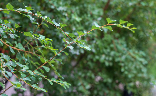 background. defocus. trees and green shrubs