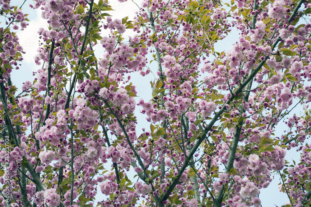 Sacura - colorful blooming spring flowers of bushes and trees Sacura - colorful blooming spring flowers of bushes and trees