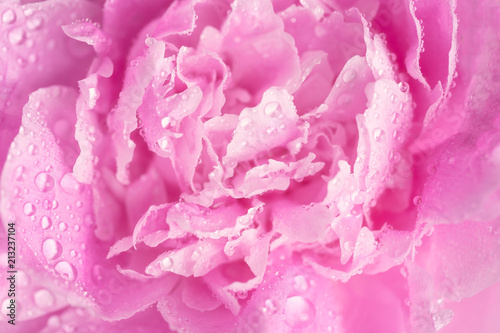 Fototapeta Naklejka Na Ścianę i Meble -  Delicate pink peony petals in the morning dew. Morning, relaxation, drop macro