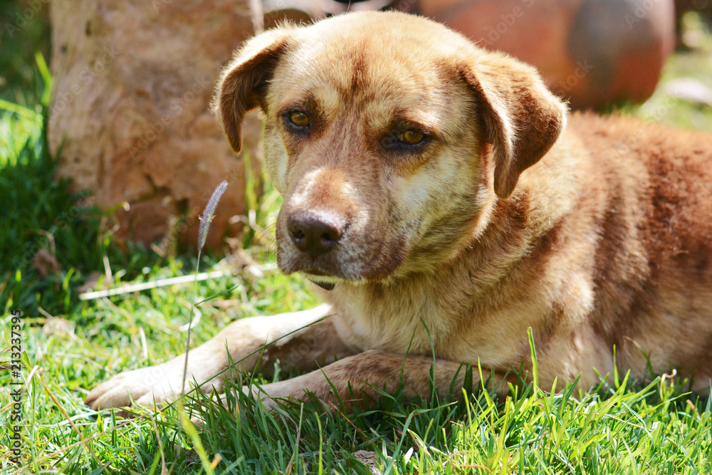 Sad big dog laying on the grass.