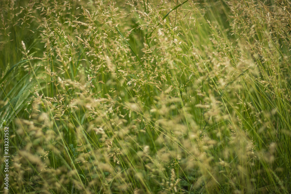 Texture of beautiful green grass, selective focus, background with vignette