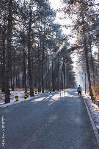 Winter morning forest road