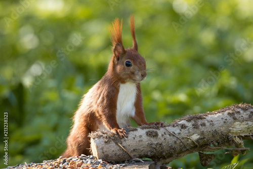 Eichhörnchen © Sabine Grahneis