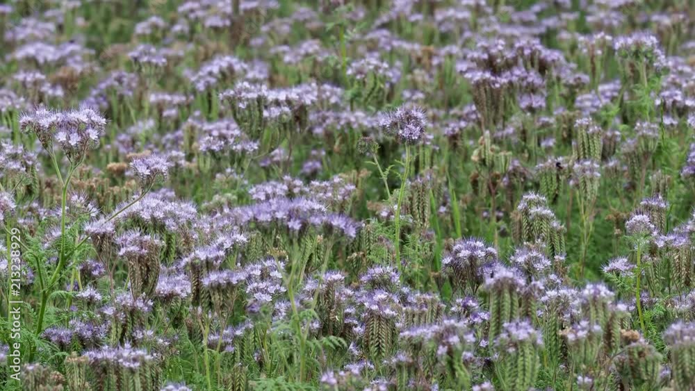 Phacelia plant field. Lacy Phacelia Tanacetifolia or blue tansy or purple tansy, good insectary plant,attracting pollinators such as honey bees or bumblebeee. 4k resolution