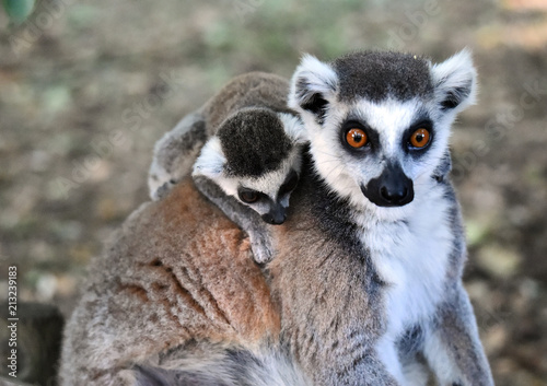 Lemur © alberto
