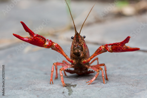 Closeup of river crayfish in nature