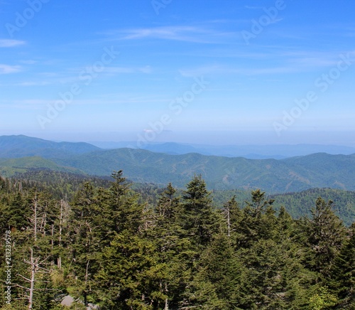 The view of the smoky mountains over the pine trees.