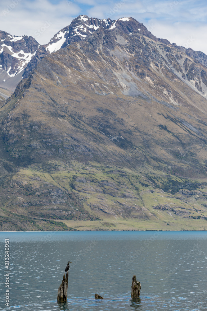 A Pied Shag (Phalacrocorax varius) sits atop a post in lake Wakatipu, south island New Zealand