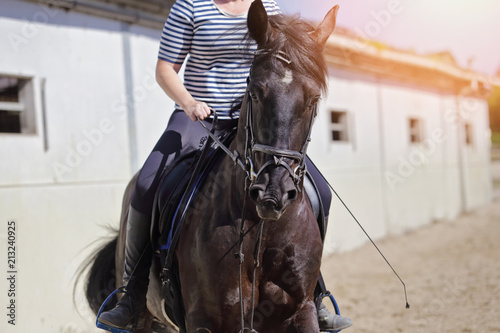 cheval noir croisement Alençon et pur sang arabe