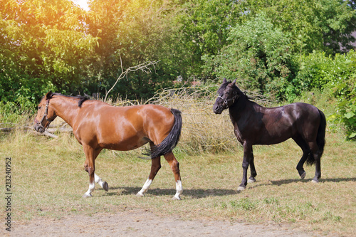 cheval noir croisement Alençon et pur sang arabe et bai