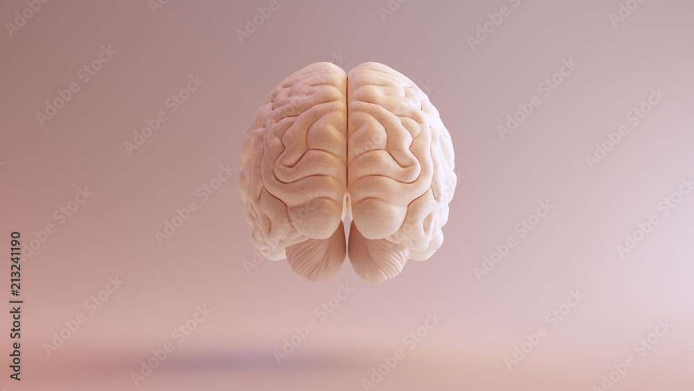 Fototapeta Ludzki mózg Anatomiczny model 3d ilustracja