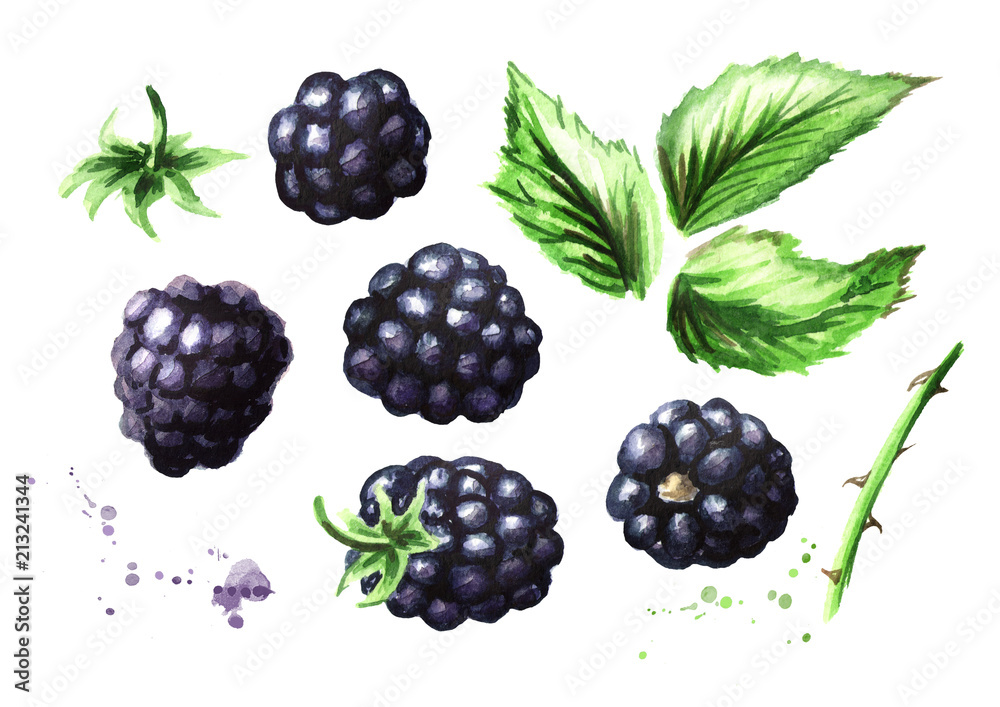 Ripe blackberries and green leaves set. Watercolor hand drawn illustration, isolated on white background Ripe blackberries and green leaves set. Watercolor hand drawn illustration, isolated on white background