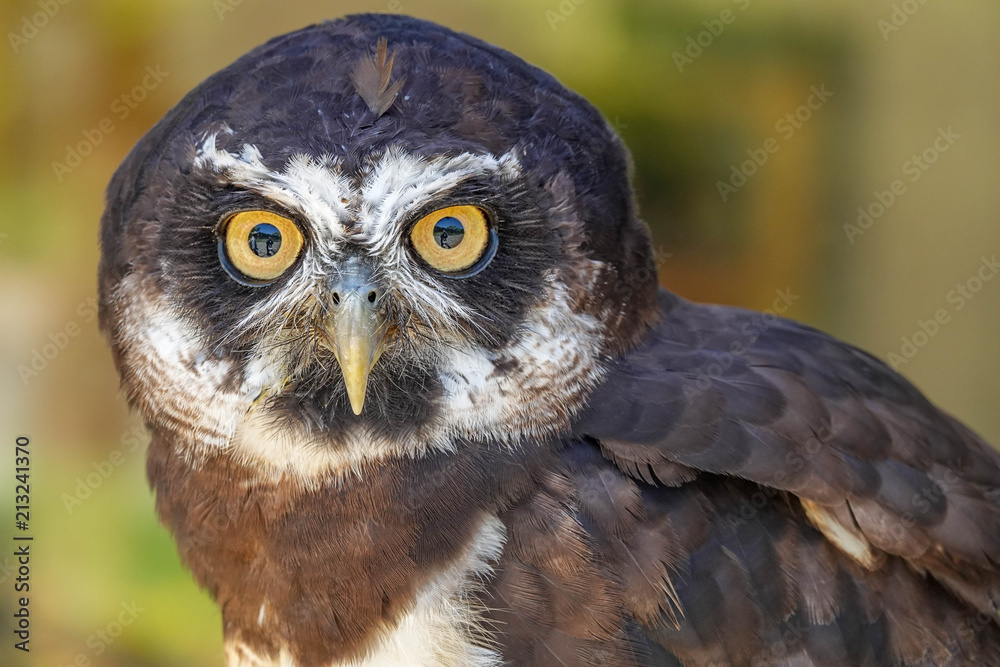 Obraz premium Portrait of Spectacled Owl (Pulsatrix perspicillata)