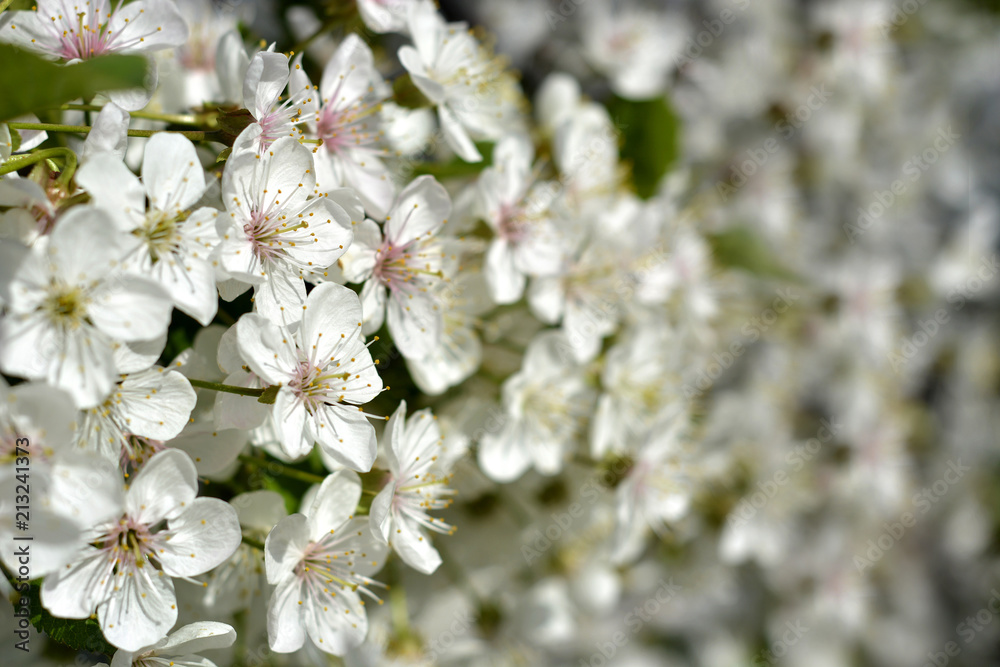 Spring flowering white Flowers of cherries and green leaves. Spring flowering white Flowers of cherries and green leaves.