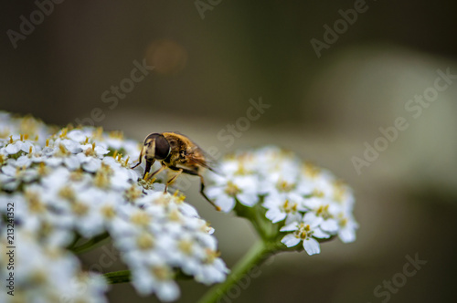 Bee and flowe © xiaowei