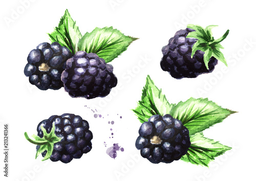 Ripe blackberries with green leaves set. Watercolor hand drawn illustration, isolated on white background
