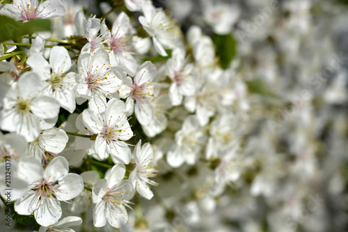 Spring flowering white Flowers of cherries and green leaves.