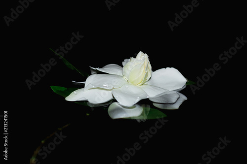 Gardenia jasminoides or Cape jasmine flower on black background