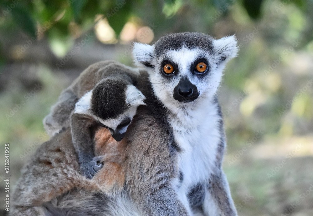 Fototapeta premium lemur in madagascar