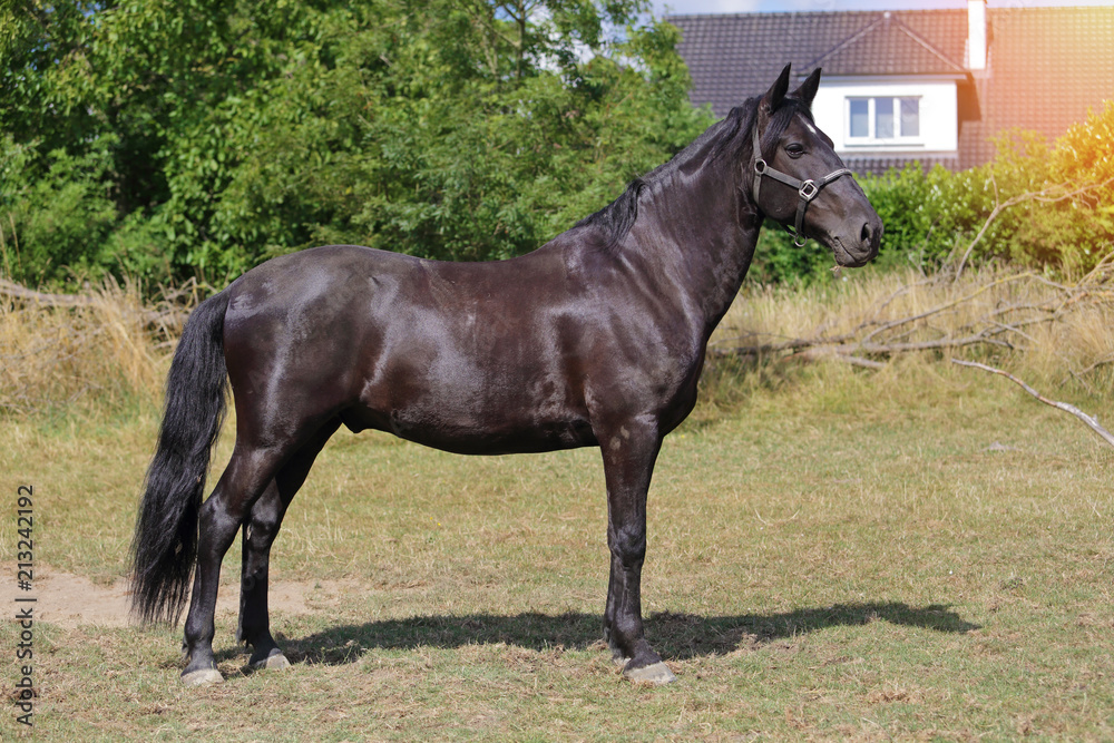cheval noir croisement Alençon et pur sang arabe cheval noir croisement Alençon et pur sang arabe