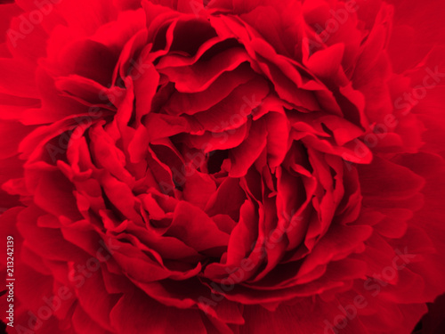 flamenco. red flower. macroshooting. passion. love. structure. background.