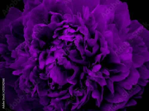 violet lilac ink flower. macroshooting. nature. freshness. texture. background.