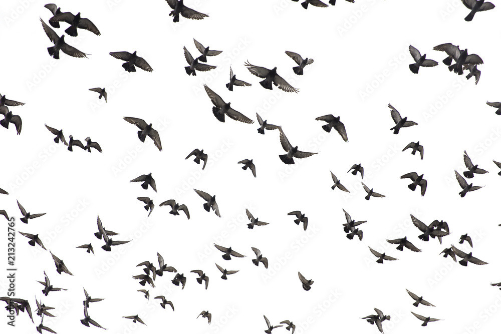 Pigeons in the sky Pigeons in the sky