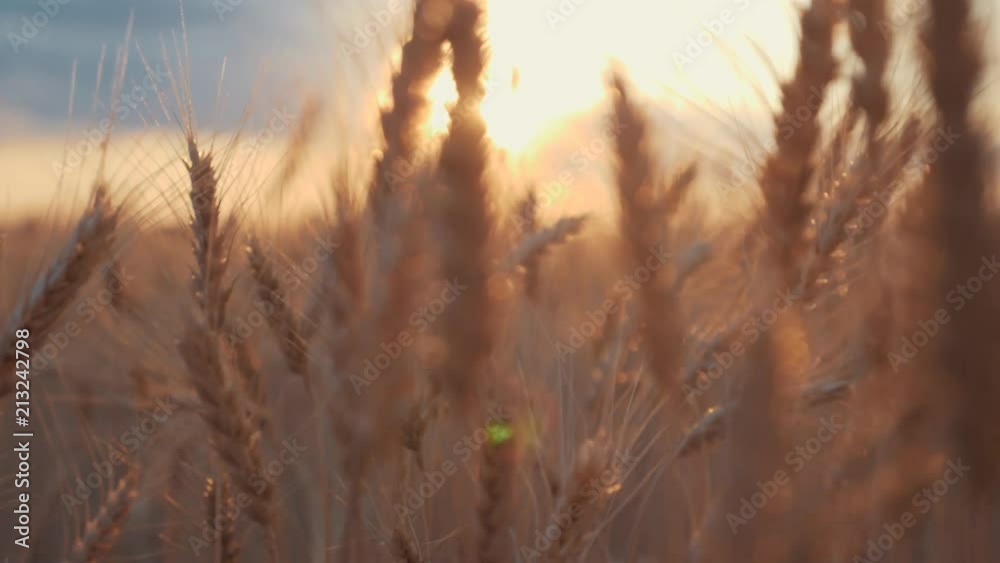 beautiful wheat field at sunset beautiful wheat field at sunset