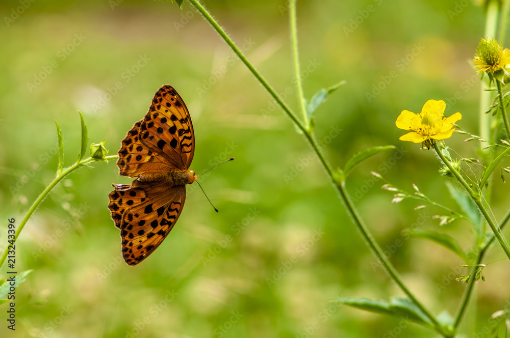 Obraz premium Butterfly and small flower