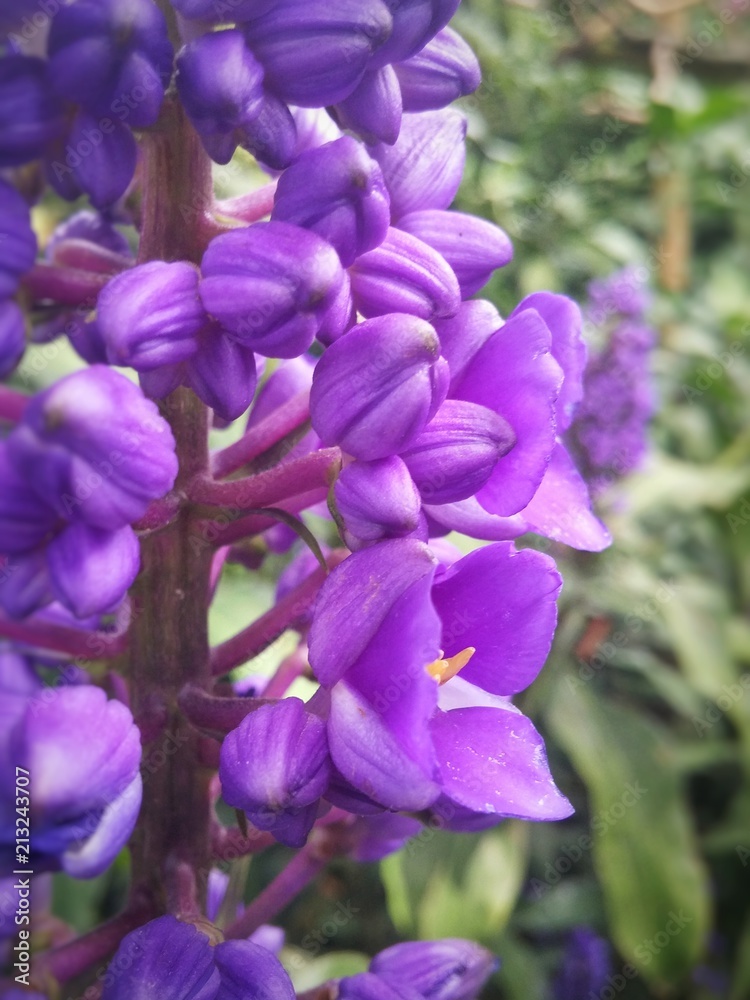 Hermoso tallo vertical de flores moradas y bulbos cerrados