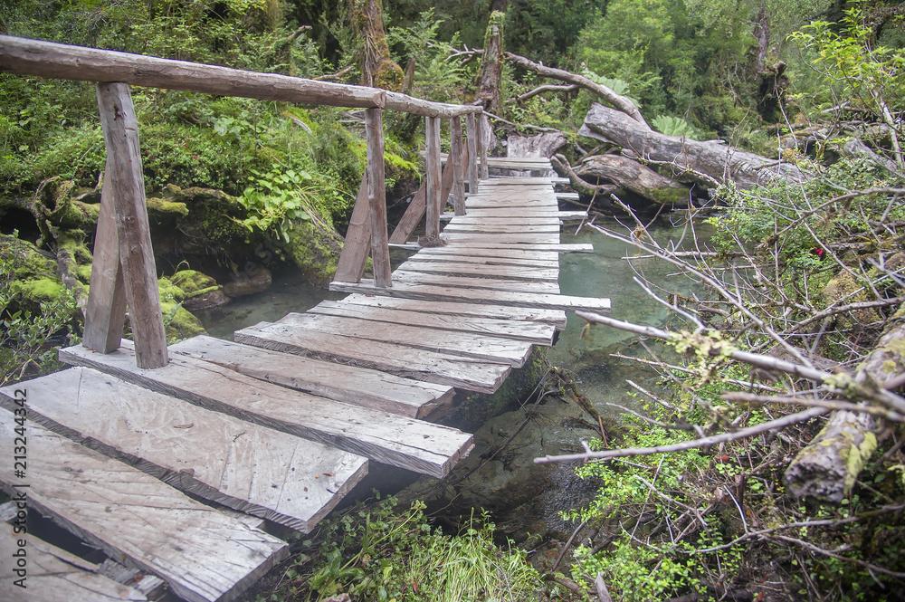 Bosque Encantado ubicado en el Parque Nacional Queulat, Chile.