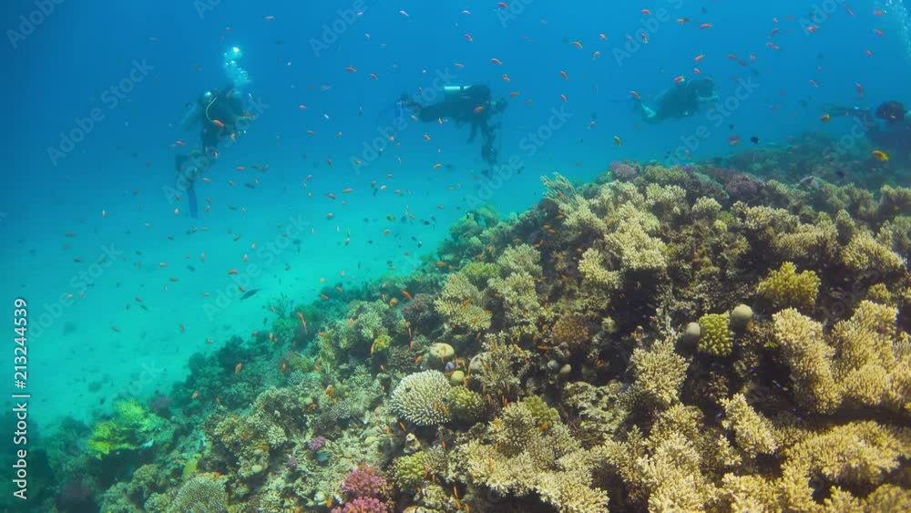 Divers Swims over Coral Reefs Divers Swims over Coral Reefs