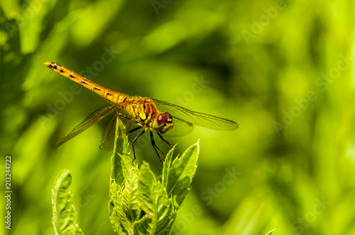 A dragonfly